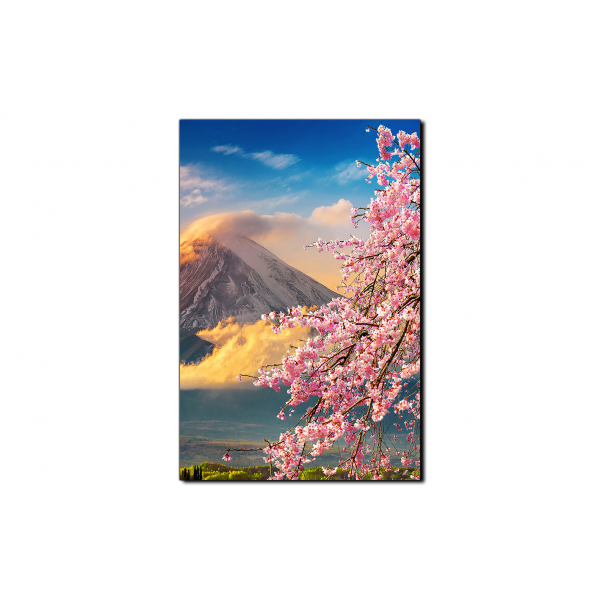 Obraz na plátně - Hora Fuji a třešňové květiny na jaře- obdélník